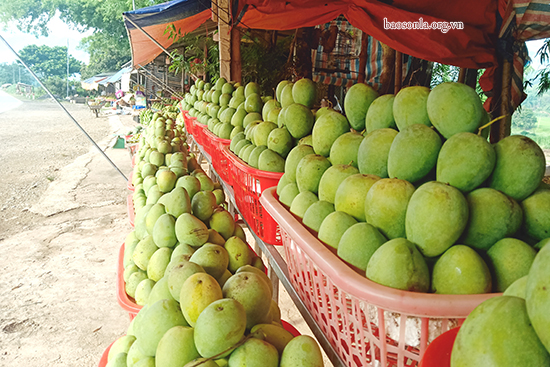 xoài yên châu